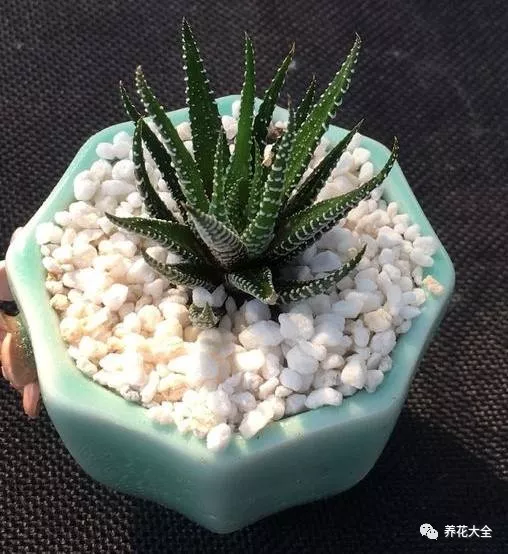 冰燈玉露怎么繁殖，冰燈玉露怎么爆盆?