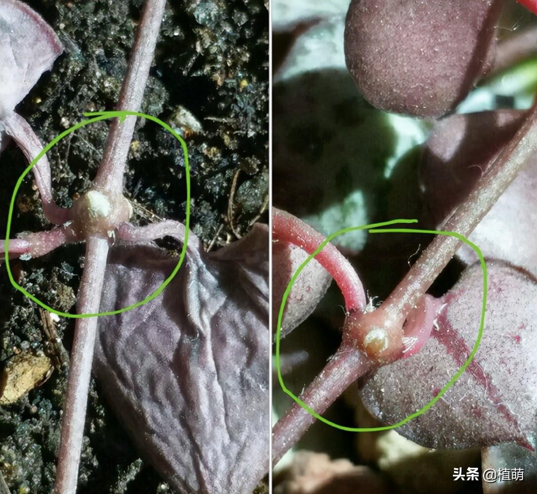 愛(ài)之蔓怎么繁殖，愛(ài)之蔓怎么爆盆?