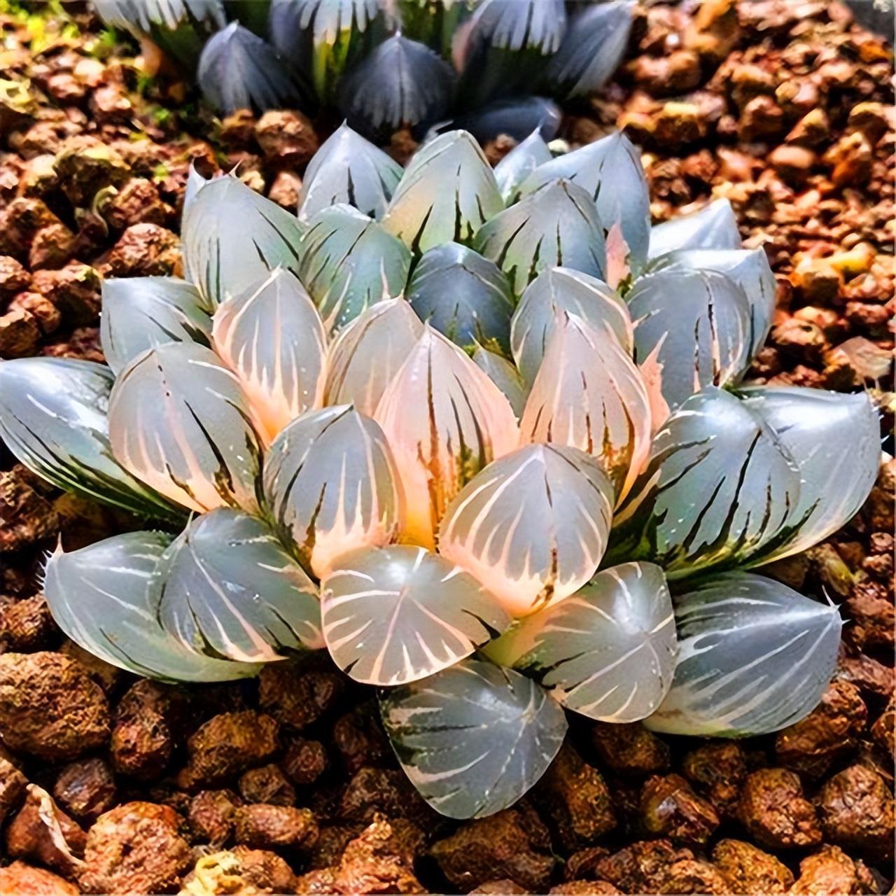 冰燈玉露開(kāi)花什么顏色，冰燈玉露怎么爆盆?