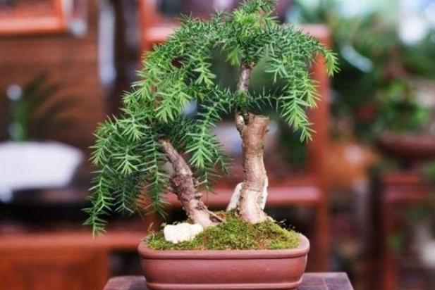 澳洲杉怎么施肥，盆栽澳洲杉的施肥方法?