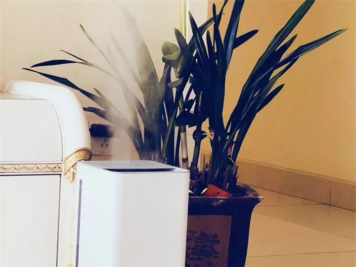 春蘭怎么養才能開(kāi)花，春蘭品種大全?