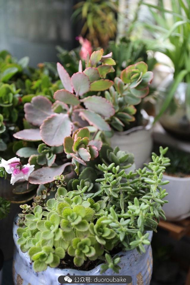 多肉白鳥(niǎo)怎么施肥，白鳥(niǎo)多肉爆盆?
