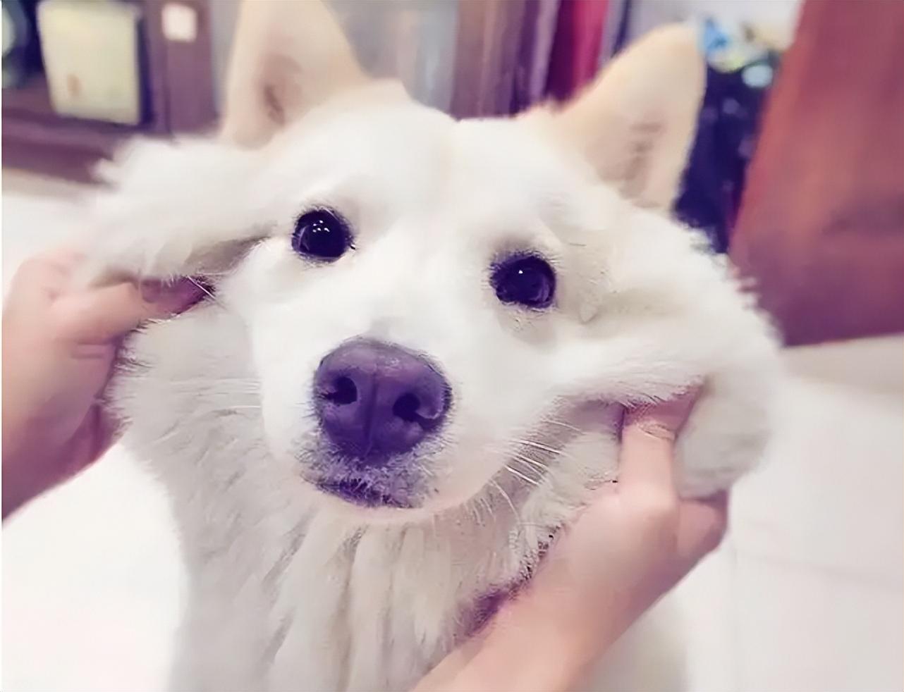 狗狗討厭主人的表現有哪些(狗狗為什么討厭主人)