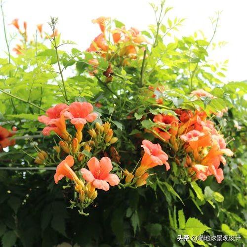 長(cháng)春蔓開(kāi)花嗎，長(cháng)春蔓和常春藤一樣嗎?