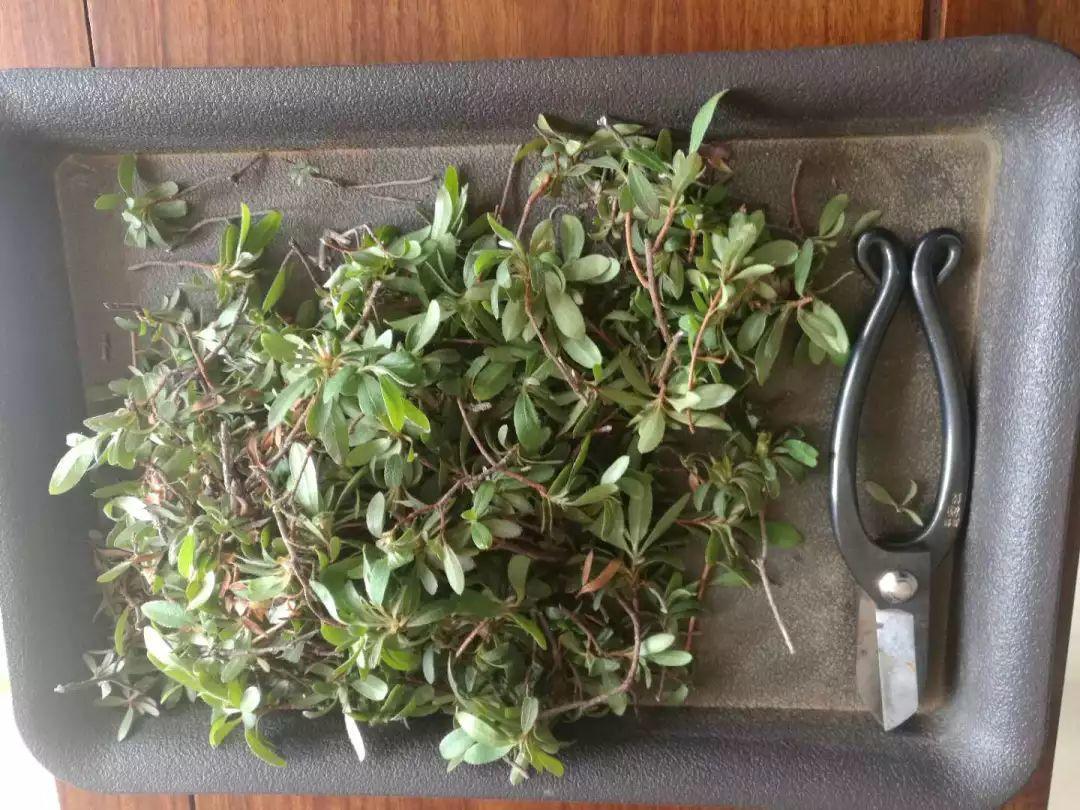 長(cháng)壽花花謝后如何修剪，怎么處理，杜鵑花花謝后怎樣修剪?