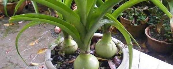 虎眼萬(wàn)年青怎么修剪，中華萬(wàn)年青葉片修剪?