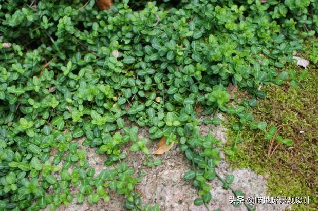 長(cháng)春蔓開(kāi)花嗎，長(cháng)春蔓和常春藤一樣嗎?