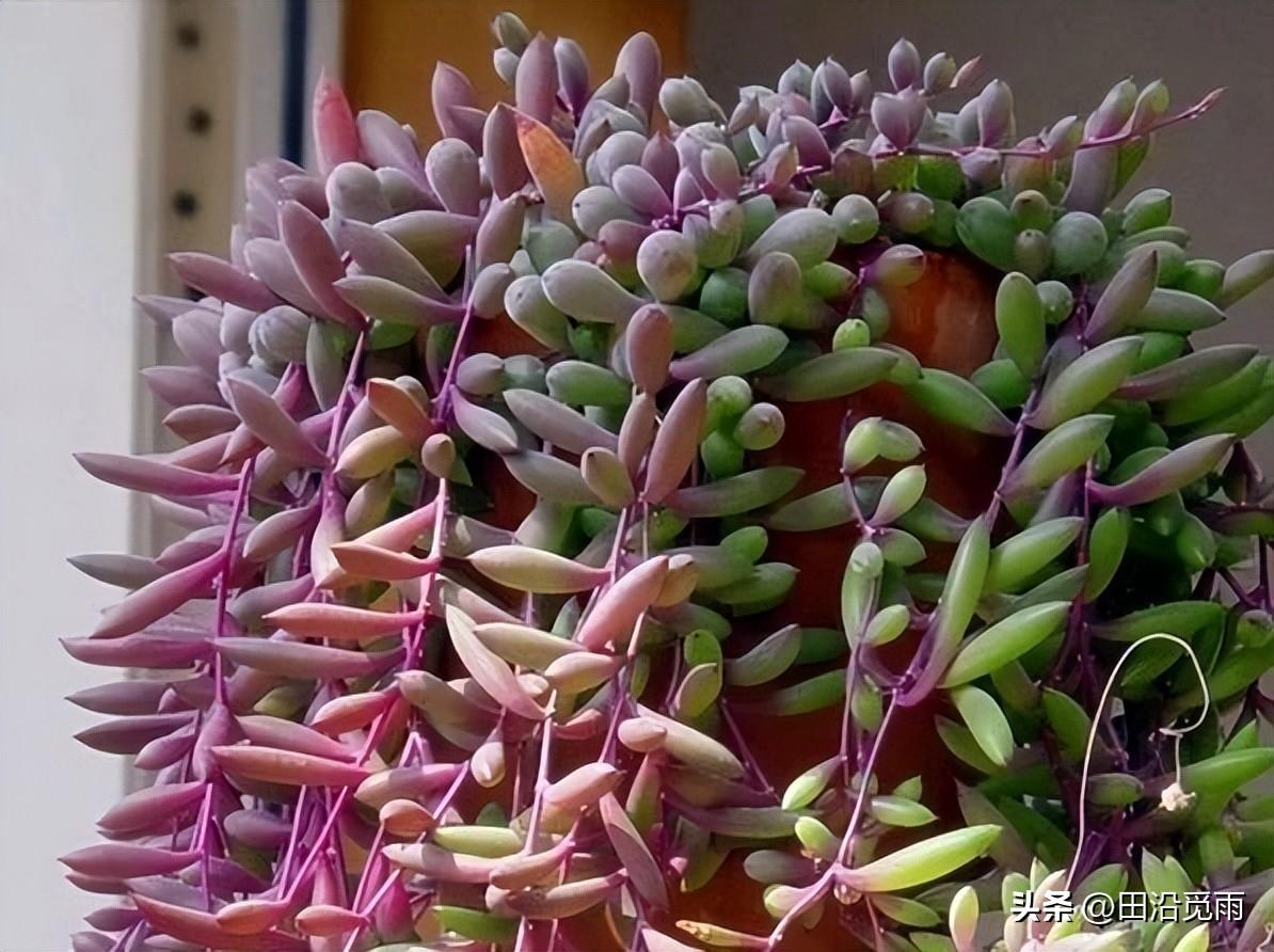 魚(yú)嘴吊蘭怎么養殖方法，怎么施肥，小嘴魚(yú)能養殖嗎?