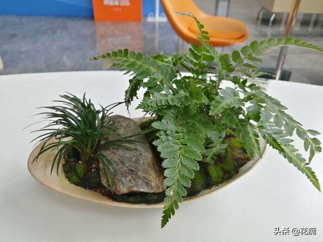 菖蒲盆景怎么過(guò)冬?，新手如何養菖蒲?