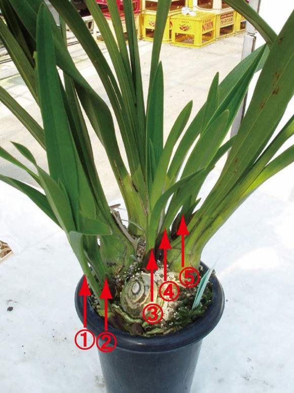 大花蕙蘭如何換盆，怎么分株，大花蕙蘭幾月份換盆?