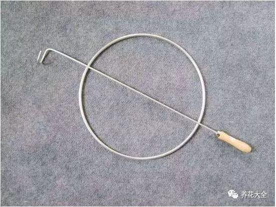 百萬(wàn)小鈴的繁殖方法，什么時(shí)候扦插，金魚(yú)吊蘭的扦插方法和注意事項?