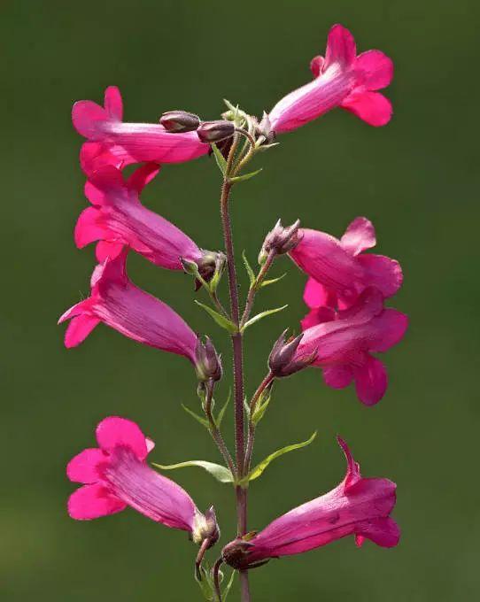 釣鐘柳的繁殖方法詳解，釣鐘柳圖片?