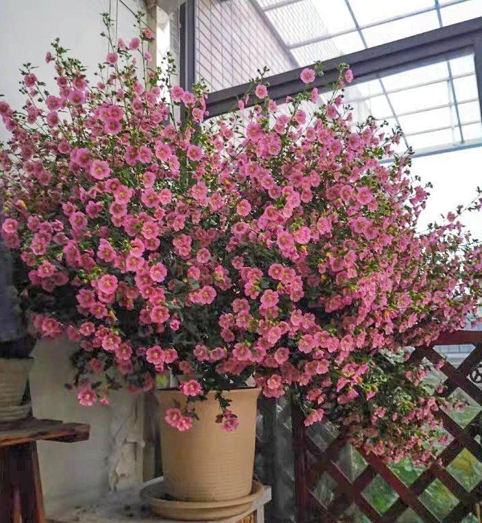 百萬(wàn)小鈴的扦插方法，小木槿扦插多久生根?