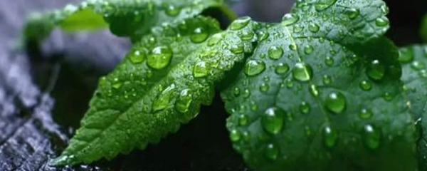 薄荷扦插方法，薄荷扦插多久生根，冬天可以扦插薄荷嗎?