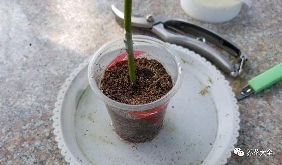 茶梅怎么扦插，茶梅扦插生根最快方法?