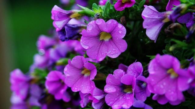 矮牽牛怎么打頂，矮牽牛能活幾年?