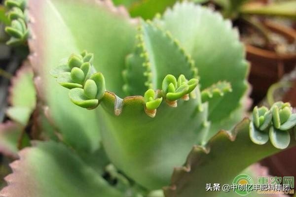 落地生根怎么施肥，生根肥什么時(shí)候施最好?