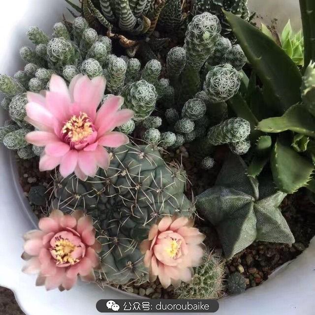 多肉白鳥(niǎo)怎么施肥，白鳥(niǎo)多肉爆盆?