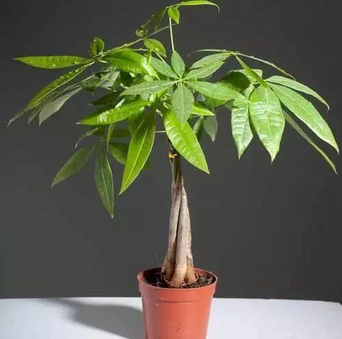 家養發(fā)財樹(shù)怎樣過(guò)冬，能用硫酸亞鐵水澆嗎，招財樹(shù)冬天怎么養?