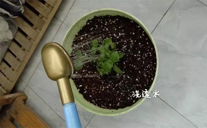 矮牽牛在什么季節開(kāi)花，矮牽牛開(kāi)花后要打頂嗎?
