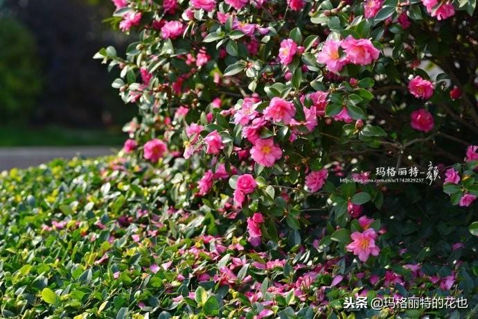 如何使茶梅在圣誕開(kāi)花，茶梅開(kāi)白花怎么辦?