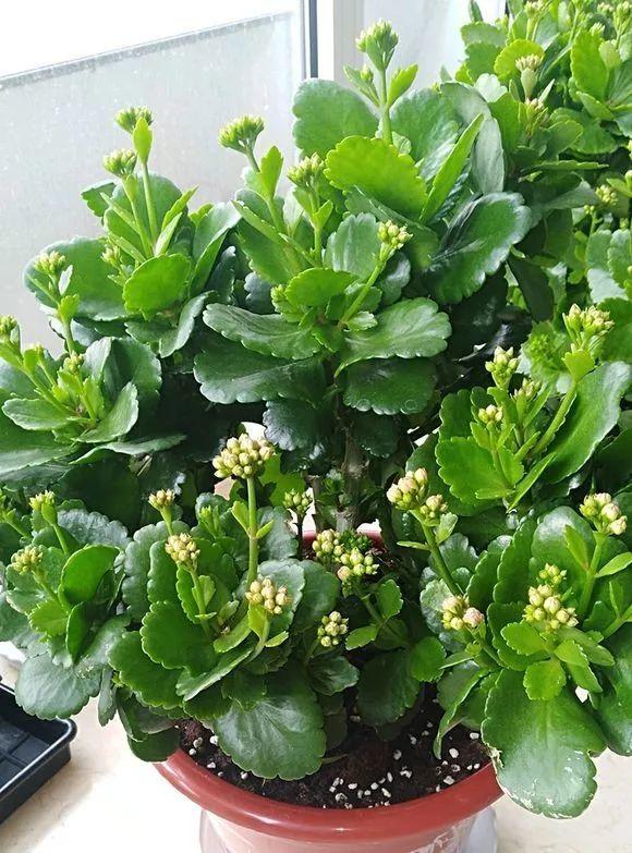 長(cháng)壽花花謝后如何修剪，怎么處理，杜鵑花花謝后怎樣修剪?