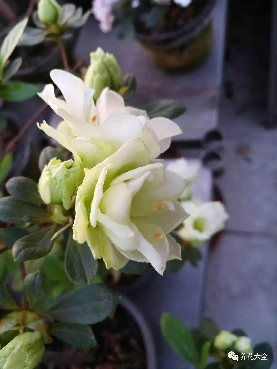 怎么讓杜鵑花開(kāi)花，開(kāi)花前用什么肥，什么肥能讓花卉快速生長(cháng)?