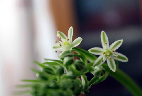 虎眼萬(wàn)年青怎么造型，造型圖片?