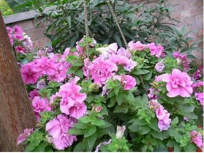 矮牽牛怎么扦插，矮牽牛怎么繁殖?