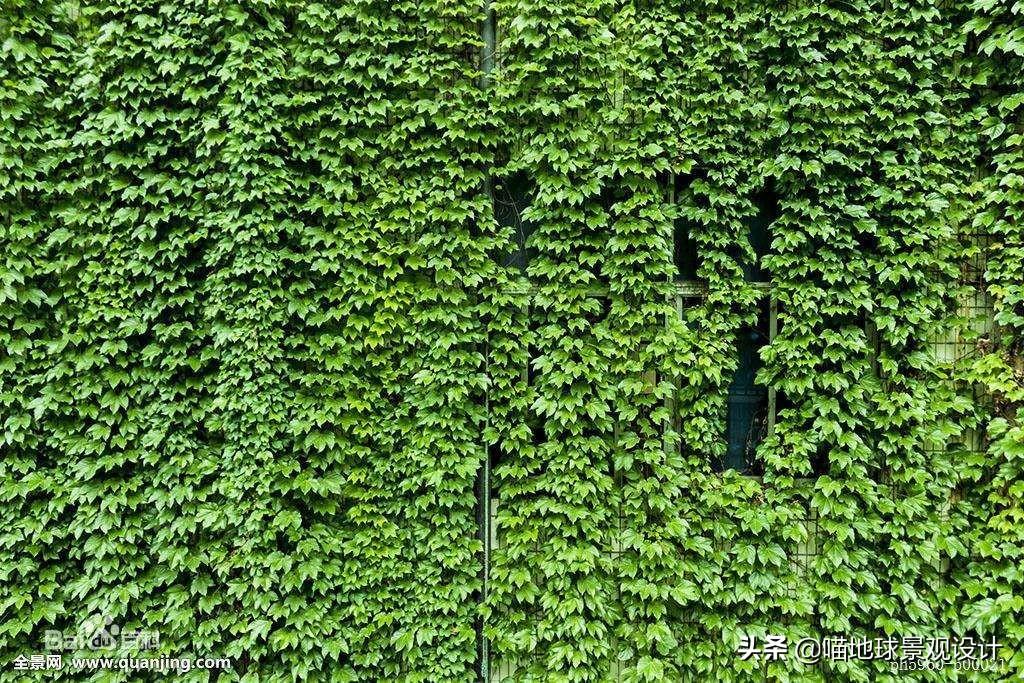 長(cháng)春蔓開(kāi)花嗎，長(cháng)春蔓和常春藤一樣嗎?