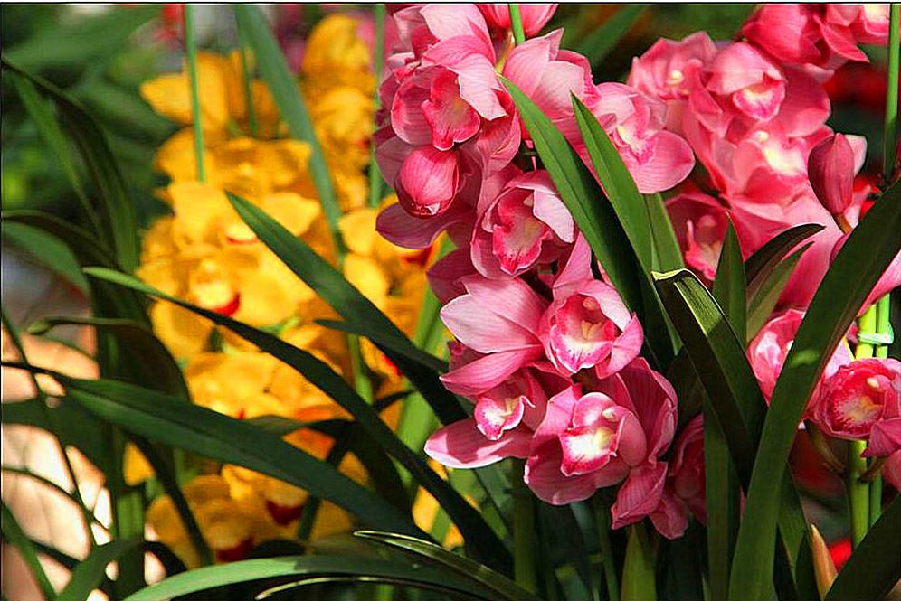 大花蕙蘭怎么澆水，大花蕙蘭能曬太陽(yáng)嗎?