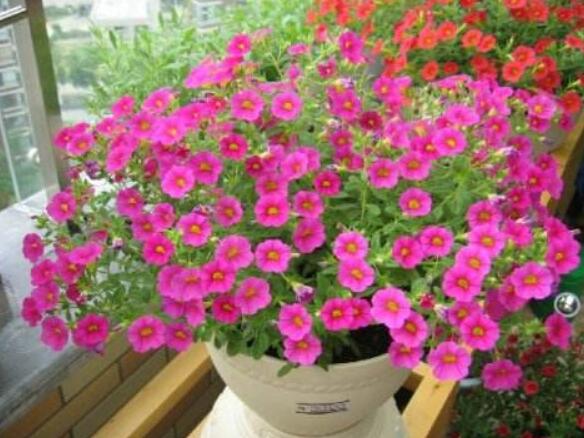 百萬(wàn)小鈴什么時(shí)候開(kāi)花，百萬(wàn)小鈴是一年生還是多年生?