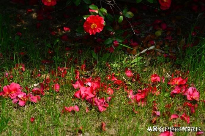 如何使茶梅在圣誕開(kāi)花，茶梅開(kāi)白花怎么辦?