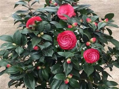 怎么讓茶花快速開(kāi)花，開(kāi)花期如何護理，怎樣讓茶花花苞快些開(kāi)花?