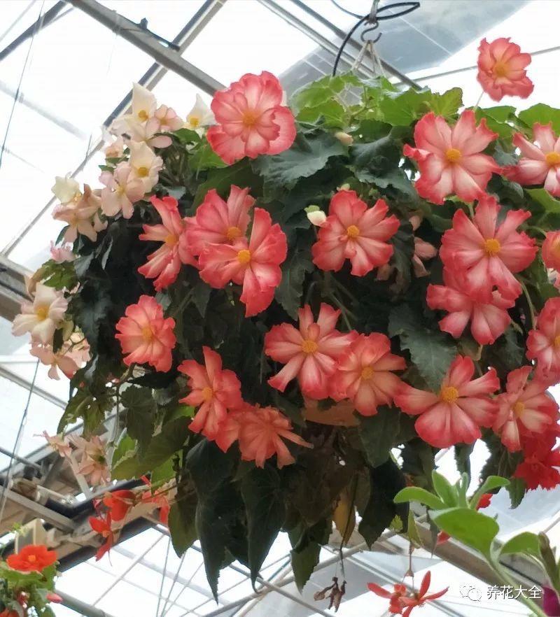 百萬(wàn)小鈴的繁殖方法，什么時(shí)候扦插，金魚(yú)吊蘭的扦插方法和注意事項?