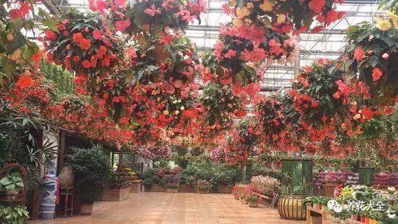 百萬(wàn)小鈴的繁殖方法，什么時(shí)候扦插，金魚(yú)吊蘭的扦插方法和注意事項?