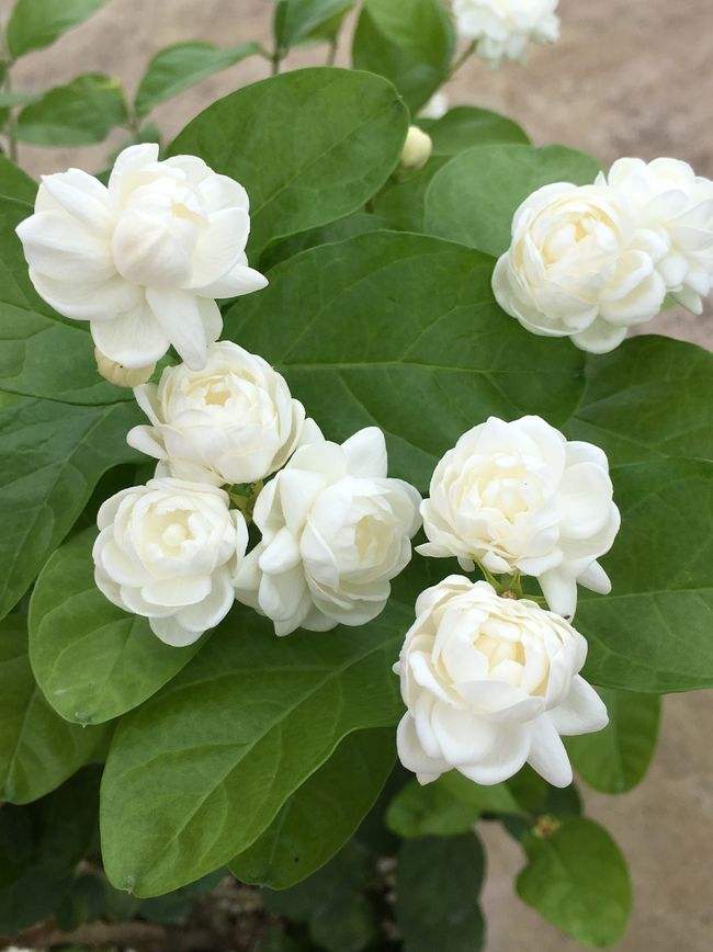 桂花是哪個(gè)城市的市花，開(kāi)花季節，桂花是哪個(gè)季節開(kāi)花?