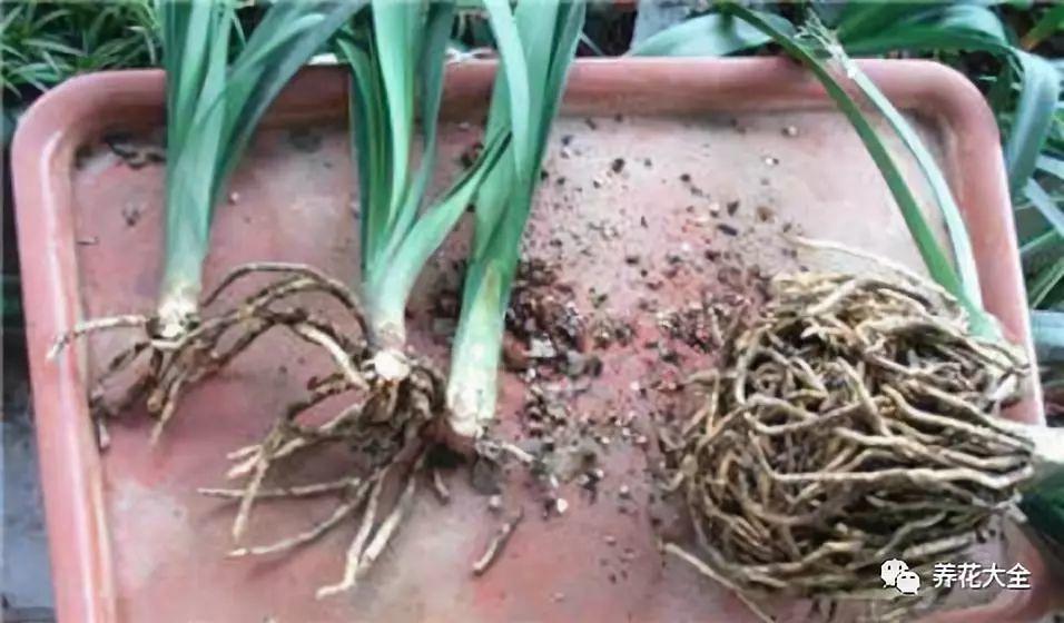 茶梅怎么扦插，茶梅扦插生根最快方法?