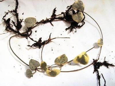 怎么讓愛(ài)之蔓爆盆，怎么扦插，愛(ài)之蔓錦怎么爆盆?