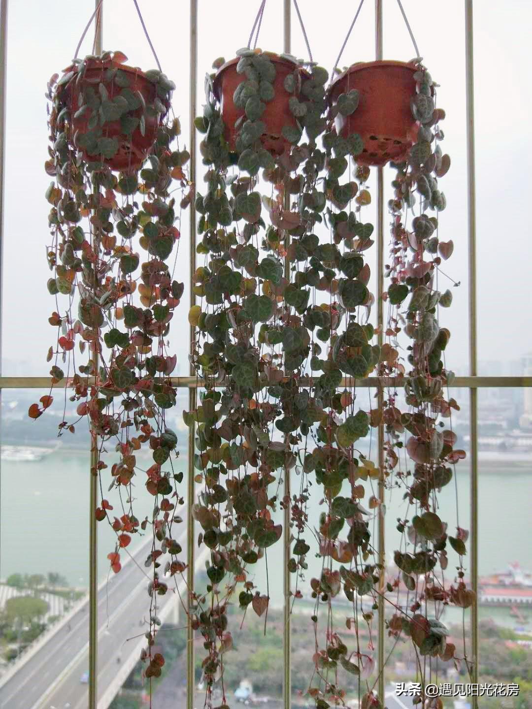 愛(ài)之蔓開(kāi)花嗎，開(kāi)花蔓 范?