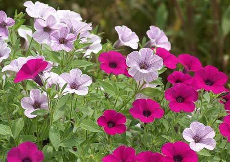 矮牽牛怎么打頂，矮牽牛能活幾年?