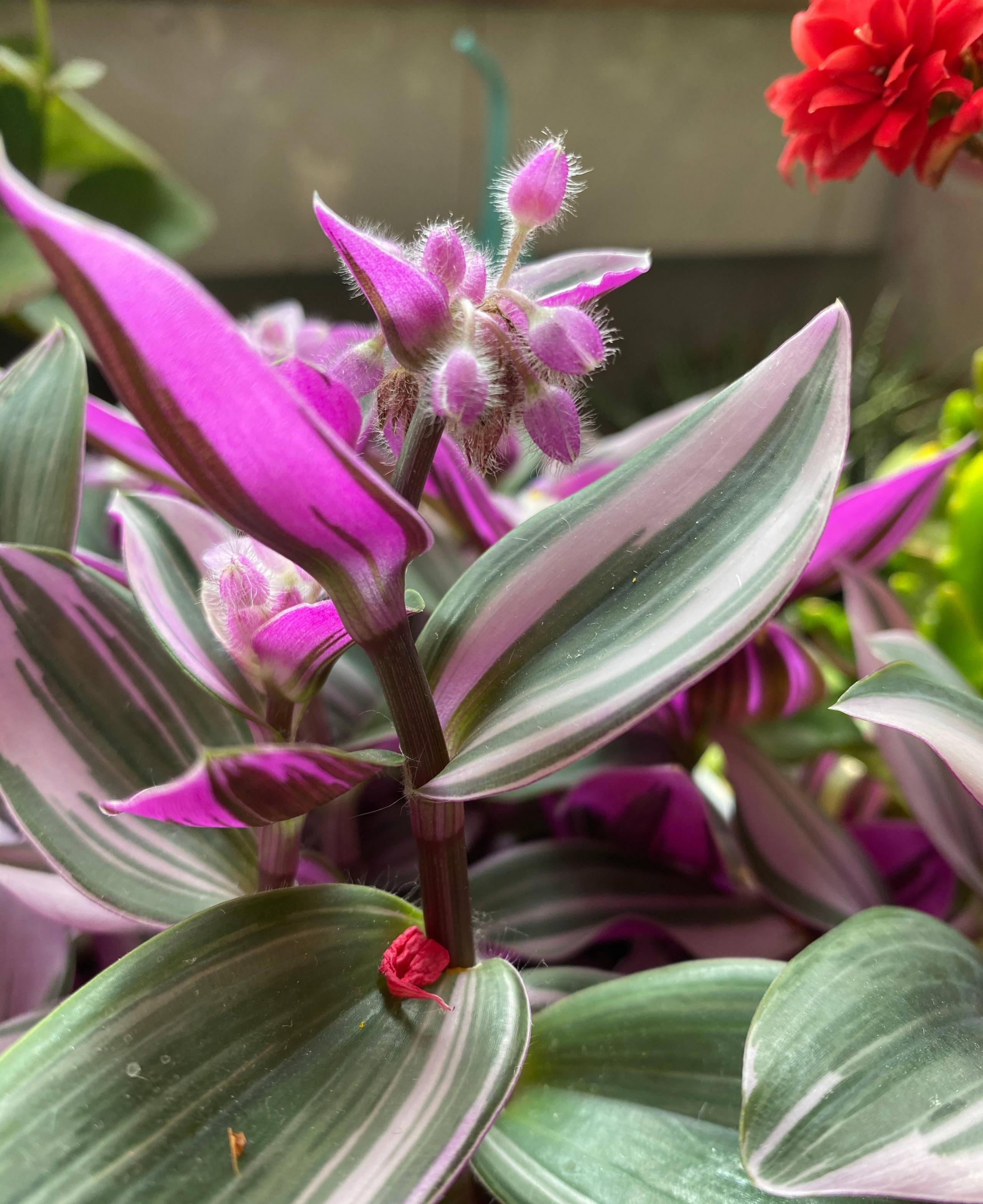 油畫(huà)吊蘭怎么養，怎么扦插，吊蘭扦插方法圖解?