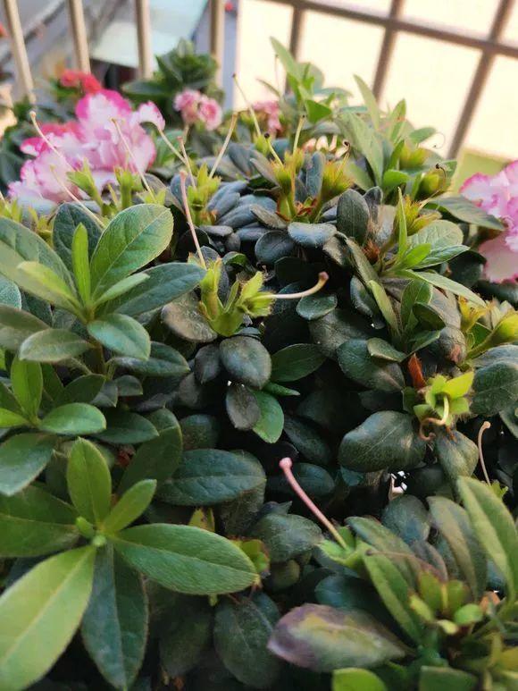 長(cháng)壽花花謝后如何修剪，怎么處理，杜鵑花花謝后怎樣修剪?