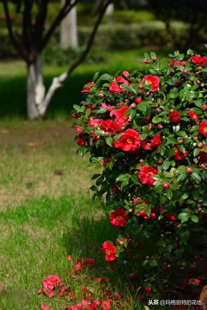 如何使茶梅在圣誕開(kāi)花，茶梅開(kāi)白花怎么辦?