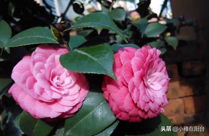 茶花澆水的正確方法，茶花澆水多了怎么補救，茶花的澆水技巧?