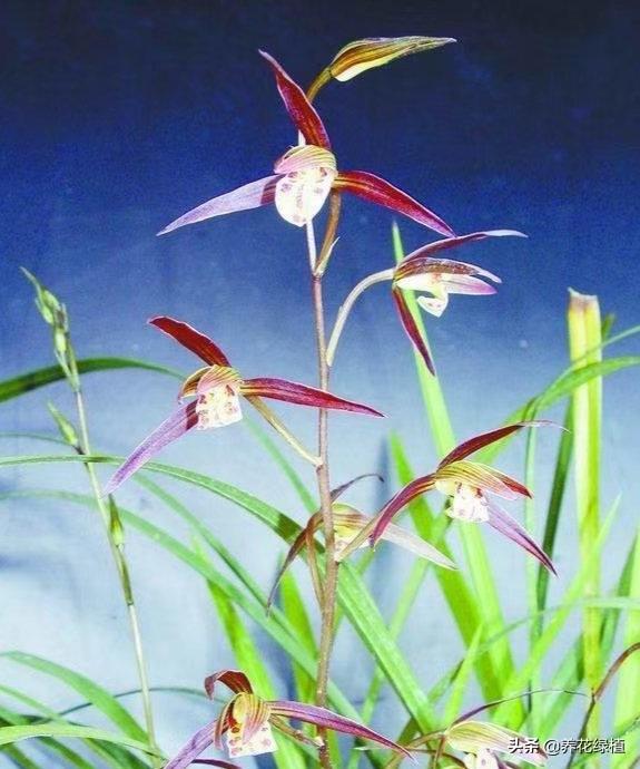 寒蘭開(kāi)花養護，寒蘭幾月開(kāi)花?