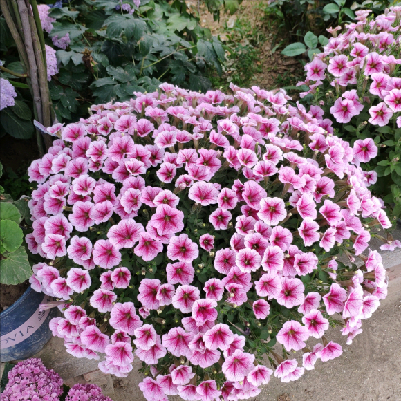 百萬(wàn)小鈴的扦插方法，小木槿扦插多久生根?