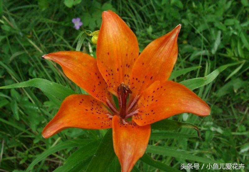 百合開(kāi)花之后怎么處理，百合一年開(kāi)花幾次，如何讓百合分叉多開(kāi)花?