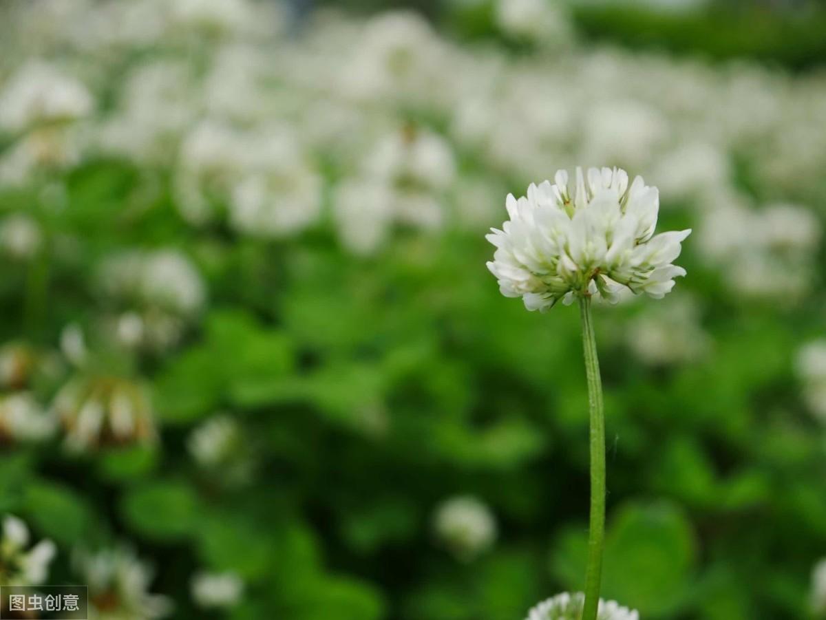 白車(chē)軸草怎么過(guò)冬，白車(chē)軸草圖片?