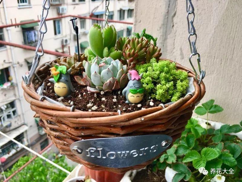 百萬(wàn)小鈴的繁殖方法，什么時(shí)候扦插，金魚(yú)吊蘭的扦插方法和注意事項?